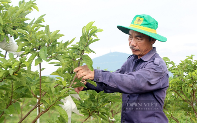 Tây Ninh có diện tích mãng cầu lớn nhất nước nhưng số HTX mãng cầu thì không nhiều. Ông Mãng vẫn mong muốn tìm người trẻ về làm lớp kế cận đưa HTX nông nghiệp mãng cầu Thạnh Tân phát triển hơn nữa. Ảnh: Nguyên Vỹ