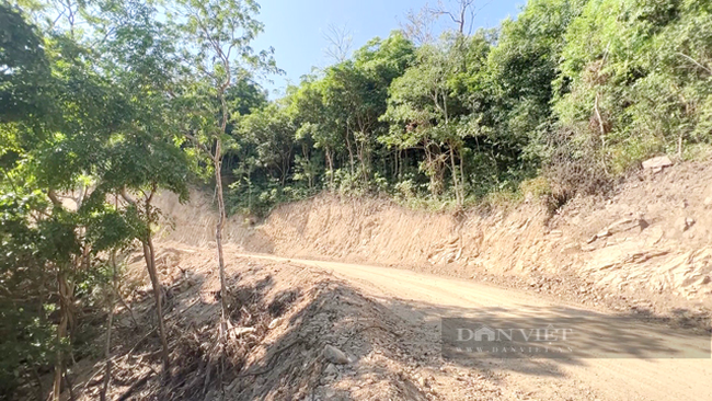 Thông tin phản ánh chặt phá trái phép rừng Kfw6 ở Quảng Ngãi để mở đường là chính xác - Ảnh 4.