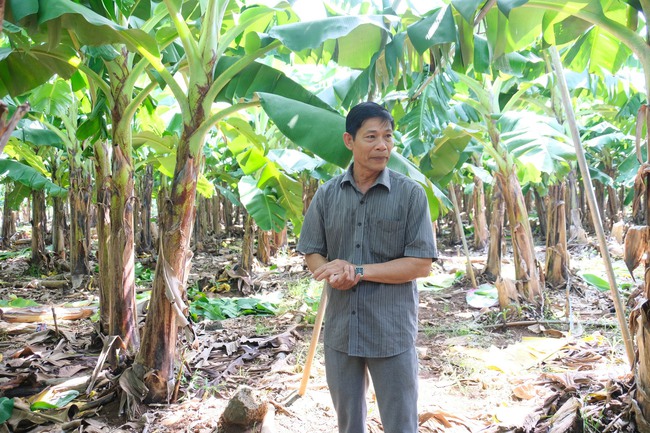 Đồng Nai: &quot;Anh Hùng&quot; Hợp tác xã Thanh Bình đưa chuối cấy mô vươn xa ra thế giới - Ảnh 6.