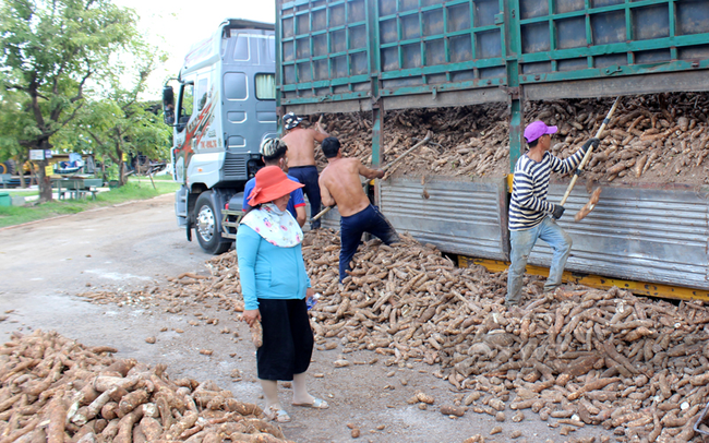 Tập trung nguyên liệu về nhà máy chế biến tinh bột sắn ở Tây Ninh. Ảnh: Trần Khánh