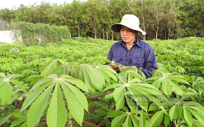 Nông dân trồng sắn tại Tây Ninh. Ảnh: Nguyên Vỹ