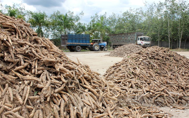Nguồn cung nguyên liệu sắn ở Tây Ninh chưa đáp ứng tốt nhu cầu chế biến. Ảnh: Nguyên Vỹ