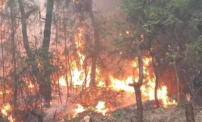 Hàng chục ha rừng thông chìm trong biển lửa, hàng trăm người lao lên rừng chữa cháy - Ảnh 1.
