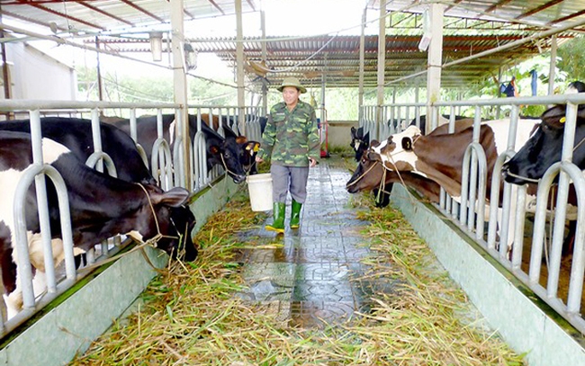 Trang trại nuôi bò sữa của anh Phạm Văn Vũ. Ảnh: Liễu Kiều