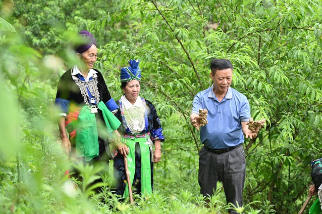 Kỳ công đưa gừng Kỳ Sơn xuất ngoại - Ảnh 1.