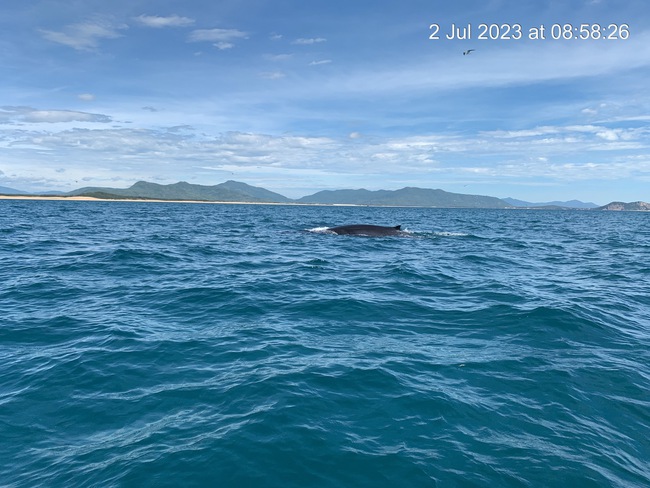Xem clip cá voi xuất hiện săn mồi ở biển Bình Định - Ảnh 4.