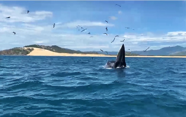 Xem clip cá voi xuất hiện săn mồi ở biển Bình Định - Ảnh 3.