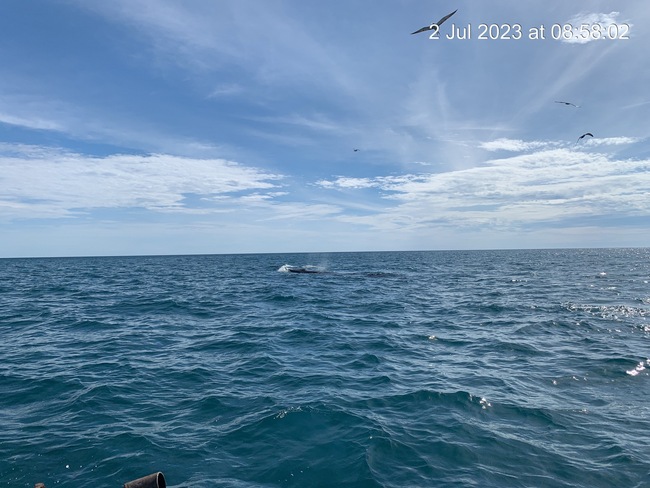 Xem clip cá voi xuất hiện săn mồi ở biển Bình Định - Ảnh 2.