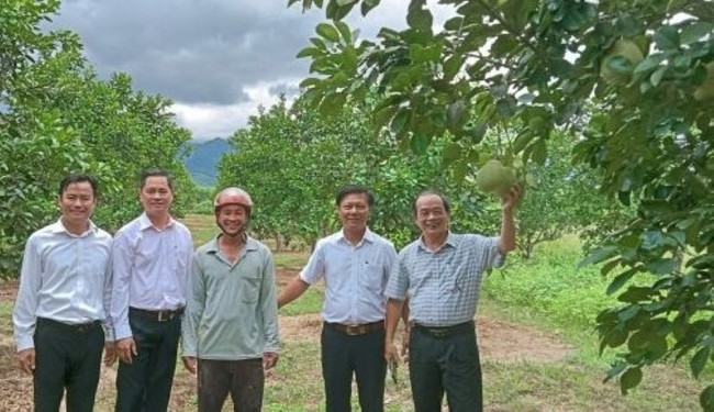 Hội Nông dân tỉnh Thừa Thiên Huế hỗ trợ vật tư giúp người dân phát triển trồng thanh trà  - Ảnh 2.