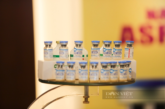 Nóng: Vaccine dịch tả lợn châu Phi được phép sử dụng rộng rãi trên cả nước - Ảnh 1.