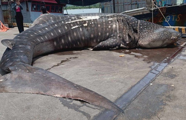 Xác một con cá lạ dài đến 8m nặng 2,5 tấn dạt vào bờ biển ở Nghệ An - Ảnh 2.