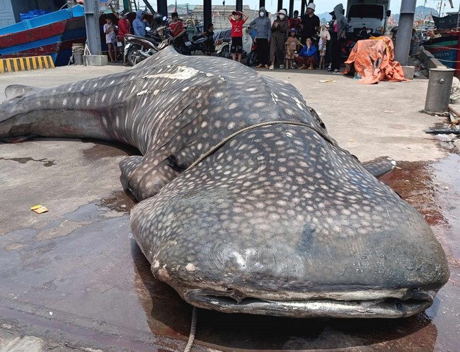 Xác một con cá lạ dài đến 8m nặng 2,5 tấn dạt vào bờ biển ở Nghệ An - Ảnh 3.