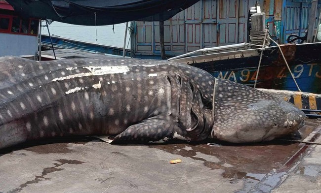 Xác một con cá lạ dài đến 8m nặng 2,5 tấn dạt vào bờ biển ở Nghệ An - Ảnh 4.