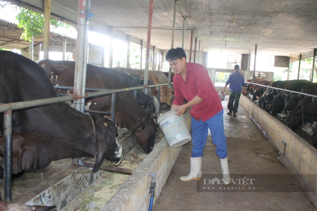 Nông dân một huyện ở Hà Nội có thu nhập cao nhờ nuôi giống bò &quot;khổng lồ&quot; - Ảnh 3.