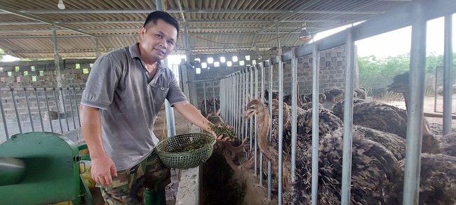 Am hiểu loài đà điểu, nuôi vài năm là thành… tỷ phú - Ảnh 3.