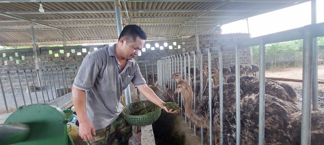 Am hiểu loài đà điểu, nuôi vài năm là thành… tỷ phú - Ảnh 1.