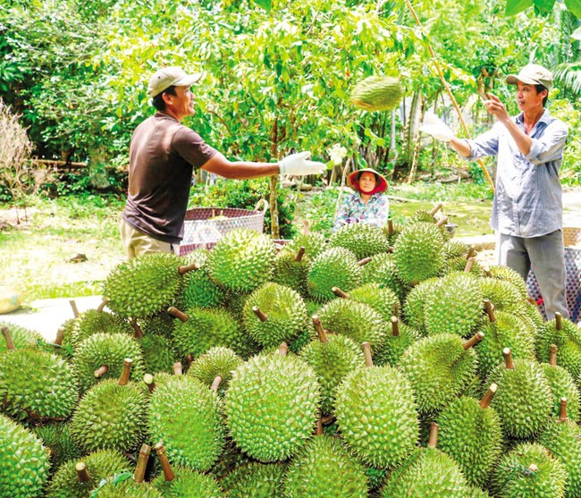 Xuất khẩu nông sản của Việt Nam sang Trung Quốc: Thuận lợi bởi nhu cầu cao, làm bài bản - Ảnh 1.