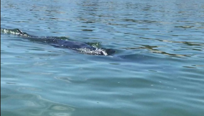 TT-Huế: Xuất hiện cá voi dài khoảng 7m bơi sát bờ biển  - Ảnh 1.