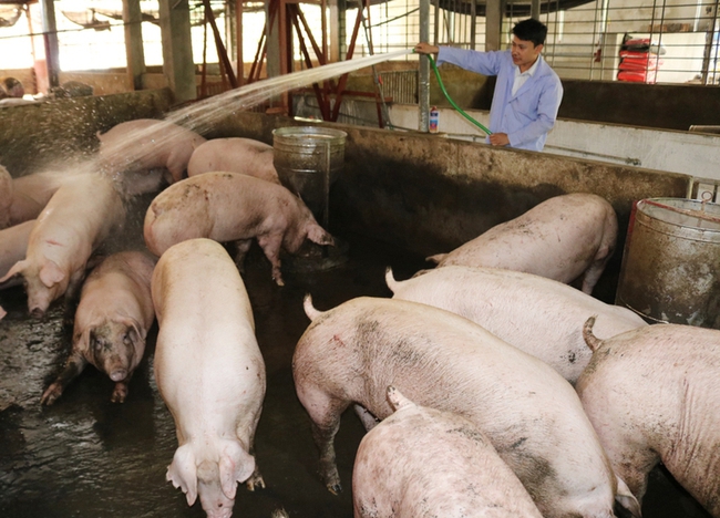 Giá lợn hơi tăng vọt, nhiều hộ thở phào vì thoát cảnh thua lỗ, chuyển sang thu lãi tiền triệu mỗi con - Ảnh 3.