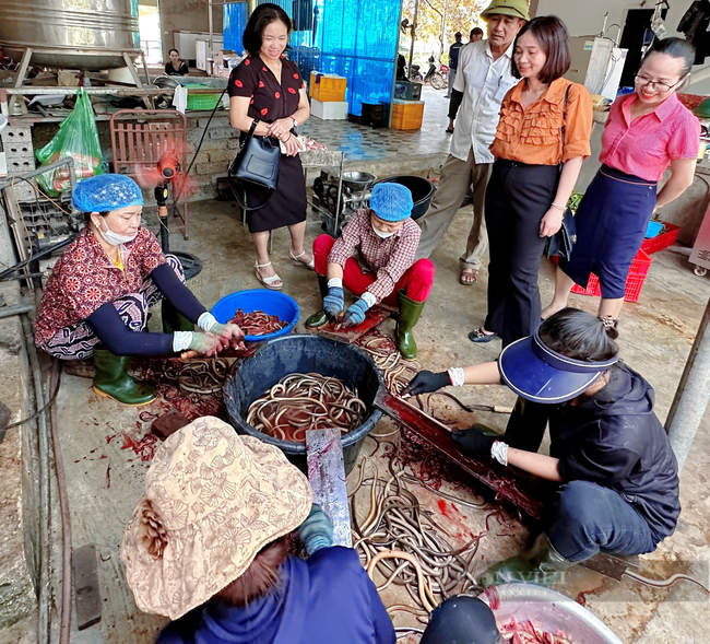 Giáo dân cả làng này ở Nghệ An hò nhau chế biến loại đặc sản ngon nức tiếng, nhà nào cũng khá giả - Ảnh 2.