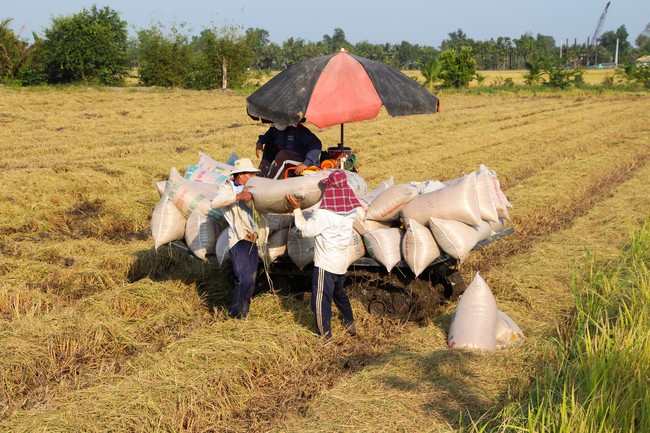 “Cửa sáng” cho xuất khẩu gạo - Ảnh 1.