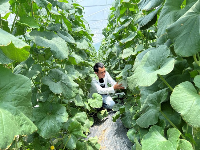 Trang trại trồng dưa lưới theo mô hình nông nghiệp công nghệ cao tại xã Lương Sơn, huyện Ninh Sơn, tỉnh Ninh Thuận