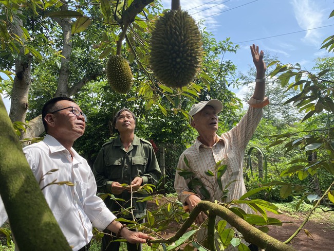 Diện tích trồng sầu riêng tăng đột biến trong 3 năm, biết rủi ro, sao ở Đắk Lắk dân vẫn mạo hiểm với cây này? - Ảnh 1.