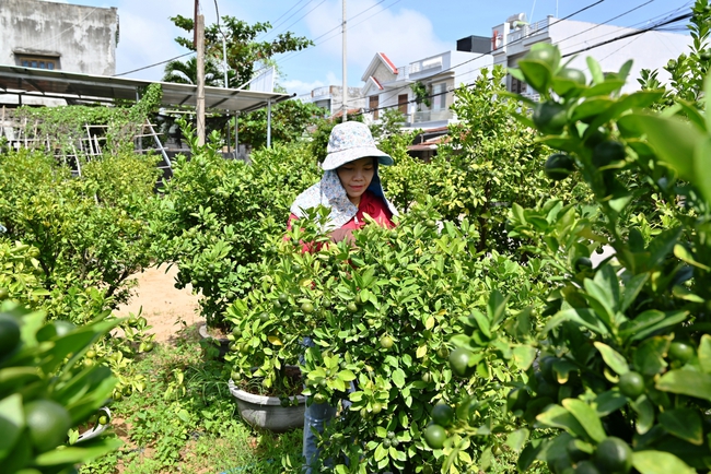 Có vốn, người trồng cây cảnh Phú Yên khá giả - Ảnh 1.