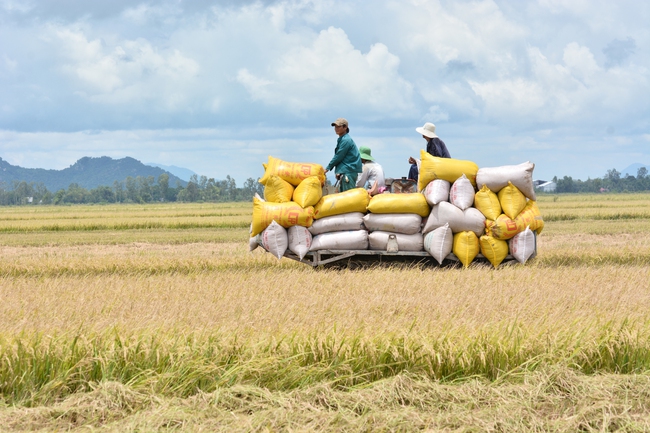 Giá gạo tăng từng ngày, doanh nghiệp xuất khẩu gạo Việt Nam đang ở thế &quot;thượng phong&quot; - Ảnh 4.