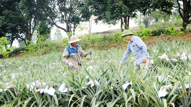 Hỗ trợ nông dân Bắc Giang phát triển sản phẩm OCOP, nâng cao thu nhập - Ảnh 3.