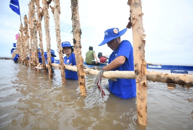 Đẩy mạnh dự án &quot;Cánh rừng Net Zero&quot;, Vinamilk khoanh nuôi tái sinh 25ha rừng ngập mặn Cà Mau - Ảnh 5.