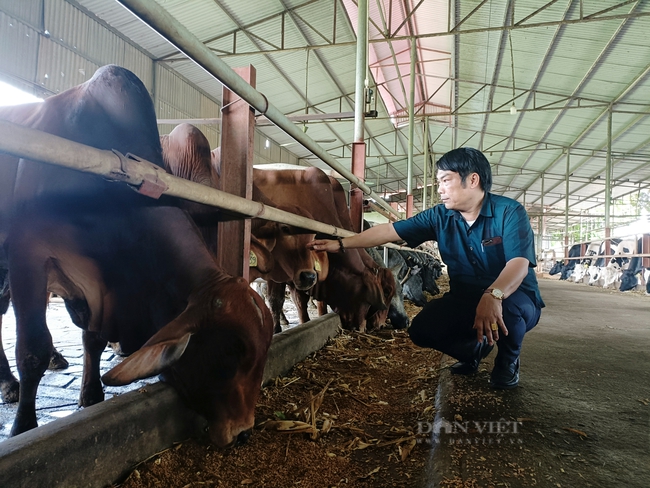 Hà Nội sở hữu đàn bò lớn nhất vùng đồng bằng sông Hồng, nhiều giống bò mới thịt ngon, bán đắt tiền - Ảnh 3.