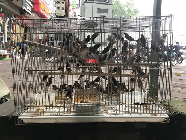TT-Huế: Đề nghị Giáo hội Phật giáo tỉnh hợp tác ngăn chặn mua bán chim hoang dã để phóng sinh  - Ảnh 1.