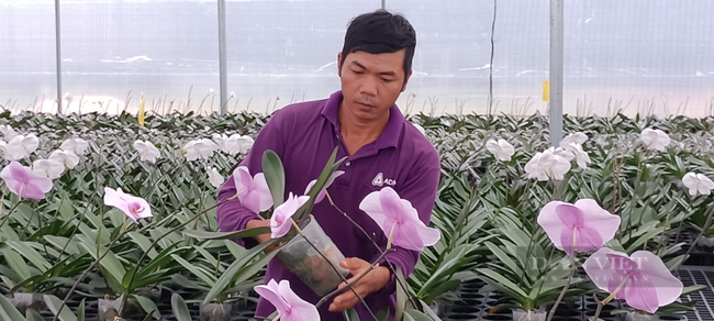 Sắc xanh của nông nghiệp công nghệ cao phủ dần “tiểu sa mạc” của Việt Nam - Ảnh 1.
