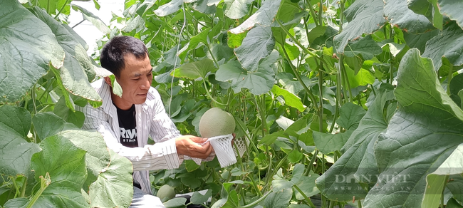 Sắc xanh của nông nghiệp công nghệ cao phủ dần “tiểu sa mạc” của Việt Nam - Ảnh 5.