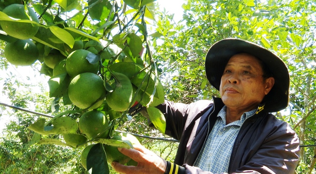 Dấu ấn xây dựng nông thôn mới ở Tiên Phước (Quảng Nam): Giỏi làm kinh tế vườn, thu trăm triệu đồng/năm - Ảnh 1.