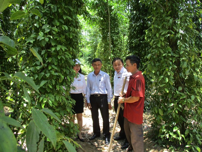 Dấu ấn xây dựng nông thôn mới ở Tiên Phước (Quảng Nam): Giỏi làm kinh tế vườn, thu trăm triệu đồng/năm - Ảnh 3.