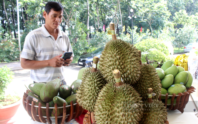 Nông dân trồng sầu riêng đạt chuẩn xuất khẩu ở Bình Phước. Ảnh: Trần Khánh