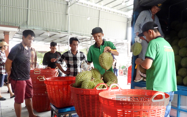 Một doanh nghiệp tổ chức thu mua sầu riêng Bình Phước để xuất khẩu. Ảnh: Trần Khánh