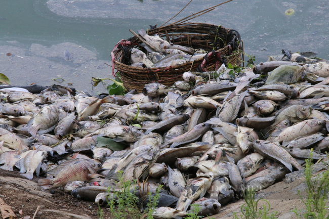 Kinh hoàng hàng tấn cá chết nổi trắng kênh Đà Nẵng - Ảnh 3.