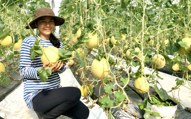 Nông dân tỉnh Bà Rịa - Vũng Tàu ứng dụng công nghệ cao, phát triển kinh tế nông nghiệp gắn với nhu cầu thị trường - Ảnh 2.