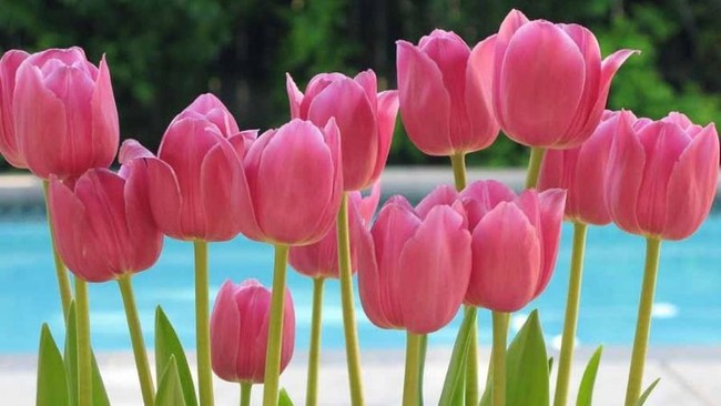 Sinh vào 5 ngày Âm lịch này: Phú quý đầy tay, về già đông con nhiều cháu  - Ảnh 1.