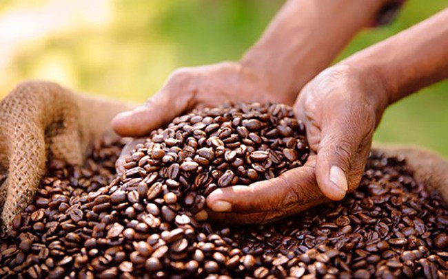 Giá cà phê ngày 25/9: Áp lực giảm vẫn đè nặng hai sàn, giá cà phê trong nước áp sát 67.000 đồng/kg - Ảnh 4.