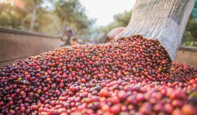 Giá cà phê ngày 21/9: Hai sàn tiếp tục sụt giảm, giá cà phê trong nước cũng mất thêm 500 đồng/kg - Ảnh 3.