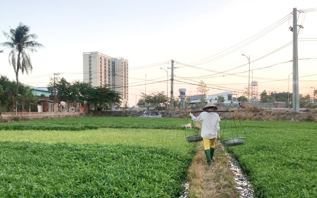 Việc hỗ trợ liên kết sản xuất và tiêu thụ sản phẩm nông nghiệp sẽ khuyến khích chuyển dịch cơ cấu nông nghiệp đô thị, nhất là khi diện tích sản xuất ngày càng thu hẹp do đô thị hóa. Ảnh: Thuận An