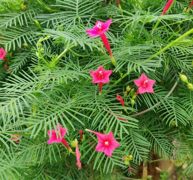 Loài hoa ngàn sao lấp lánh, in đậm ký ức tuổi thơ, phát triển như vũ bão, nhỏ xinh, quyến rũ - Ảnh 14.