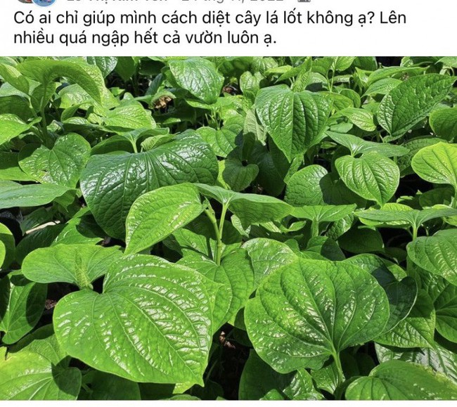 Rau này đem cuốn thịt ai cũng mê, ăn đúng còn chữa bệnh xương khớp, ngừa ung thư, nhưng dùng thừa lại suy gan, thận - Ảnh 2.