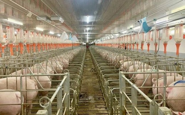 Còn gần 3.000 tỷ lỗ lũy kế, bị cảnh báo, HAGL vẫn dự sẽ có lợi nhuận không dưới 2.000 tỷ/năm từ 'hai cây-một con' - Ảnh 2.