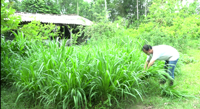 Con vật ví như &quot;con đại bổ&quot;, chỉ ăn cỏ ăn lá mà &quot;trả&quot; tiền cục cho nông dân một nơi ở Thanh Hóa - Ảnh 3.