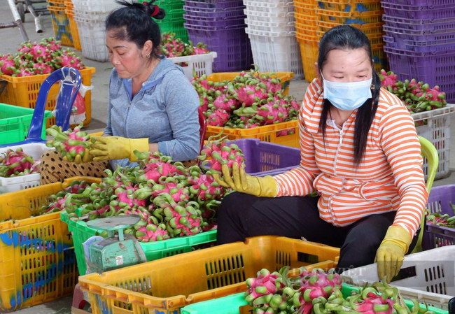 Thanh long Bình Thuận cần phải thay đổi nhiều mới phát triển bền vững - Ảnh 4.